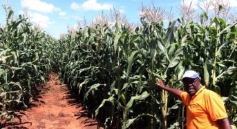 Yes, Zimbabwe’s maize yield among region’s lowest, despite increased harvest