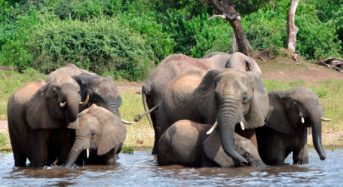 Factsheet – African Elephant and CITES Ivory Trade Ban
