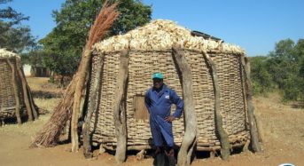 ANALYSIS: Are ex-Zimbabwean farmers behind Zambia’s maize boom?