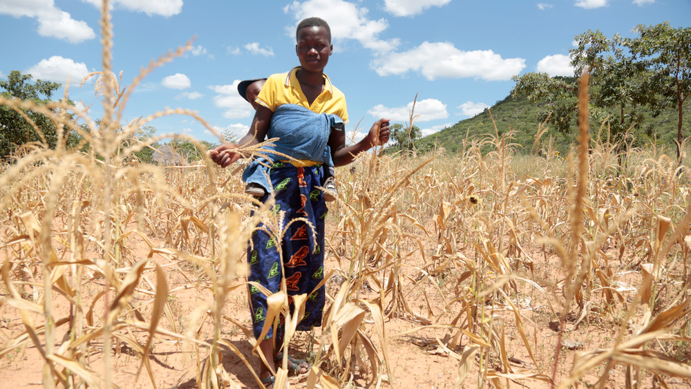 What Are The Effects Of Food Insecurity In Zimbabwe