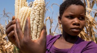 FACTSHEET: How much basic food is consumed in Zimbabwe?