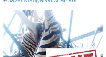 No, this is not a picture of zebra killed by Chinese miners in Hwange