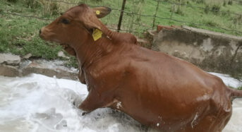 Factsheet: Managing January Disease to save cattle