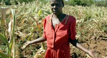 Factsheet: Climate Change – Drought, El Nino and impact on Zimbabwe agriculture