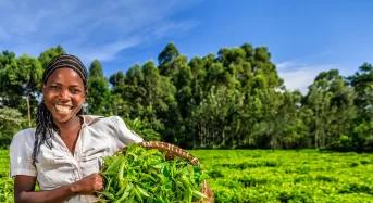 Fact Check: Zimbabwean women and facts on agricultural land ownership