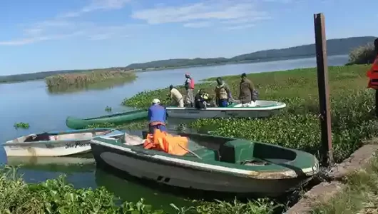 Fact Check: Yes, Lake Chivero contaminated, fish dying from poisoning