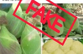 Fact-check: No, Mbare Musika vendors are not selling maize seed that matures in 30 days