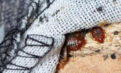 Factsheet: Harare council battles bedbugs “tsikidzi” outbreak