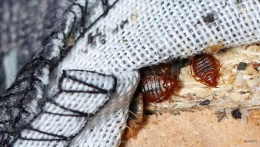 Factsheet: Harare council battles bedbugs “tsikidzi” outbreak